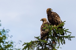 Adult golden eagles. Credit Ib Dyhr.