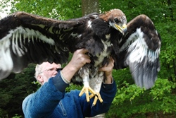 Golden eagle approximately 7,5 weeks old. Born in Tofte Skov. Credit: Anders Tøttrup. 